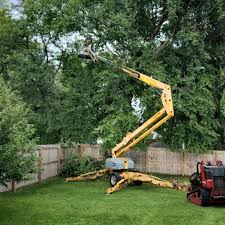 Best Tree Trimming and Pruning  in Manchester, MI