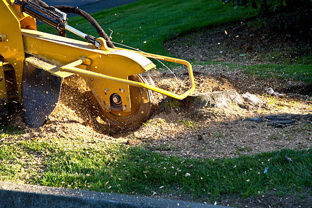 How Our Tree Care Process Works  in  Manchester, MI